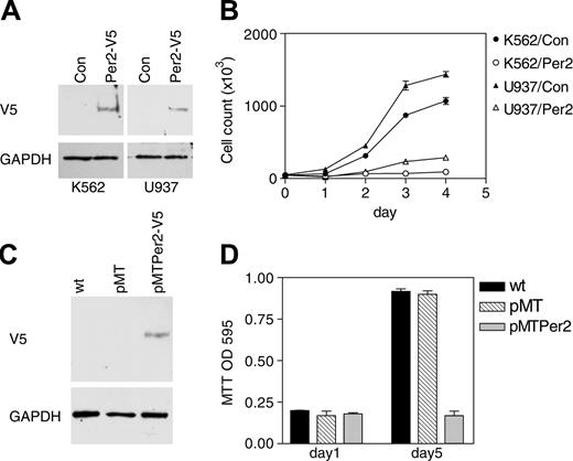 Figure 6. Per2 inhibits cell proliferation. (A) K562 and U937 cells were cotransfected with either an empty expression vector (Con) or a V5-tagged Per2 expression vector (Per2-V5) along with a vector expressing the puromycin-resistant gene. Following 3 days of antibiotic selection, the surviving cells were harvested and analyzed by Western blotting with a V5 antibody. The blots were stripped and rehybridized with a GAPDH antibody. (B) Growth curve. K562 and U937 cells transfected with either empty vector (K562/Con and U937/Con) or Per2 expression vector (K562/Per2 and U937/Per2) were grown in fresh media. Aliquots were taken at 24-hour intervals for assessment of total viable cells. Data represent the mean ± SD of duplicate experiments. (C) K562 cells stably transfected with either a zinc-inducible V5-tagged Per2 expression vector (pMTPer2-V5) or an empty vector (pMT) were incubated with zinc for 16 hours and analyzed by Western blot with V5 antibody. The blot was stripped and rehybridized with a GAPDH antibody. (D) MTT assay. Equal numbers (3 × 104/mL) of K562 cells stably transfected with either empty vector (pMT) or a Per2 expression vector (pMTPer2) were grown in the presence of zinc. After 5 days, cell proliferation was determined by MTT assays. Untreated, wild-type K562 cells (wt) were included as control. Data are expressed as the mean ± SD of quadruplicate samples. The experiment was repeated twice.