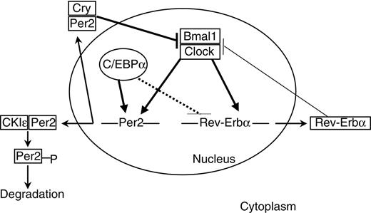 Figure 8. Links between C/EBPα and circadian clock gene expression. The clock mechanism involves transcriptional-translational feedback loops. The transcriptional activators Clock and Bmal1 drive the expression of Per2 and Rev-erbα genes. Per and Cry proteins dimerize in the cytoplasm and enter the nucleus to inhibit the Clock/Bmal1 complexes. Phosphorylation by CKIϵ leads to proteolysis of cytoplasmic Per2. Rev-erbα inhibits bmal1 expression. C/EBPα positively regulates Per2 promoter. Solid thick lines indicate direct regulation; solid thin lines, indirect regulation; and dashed lines, undetermined mode of regulation.