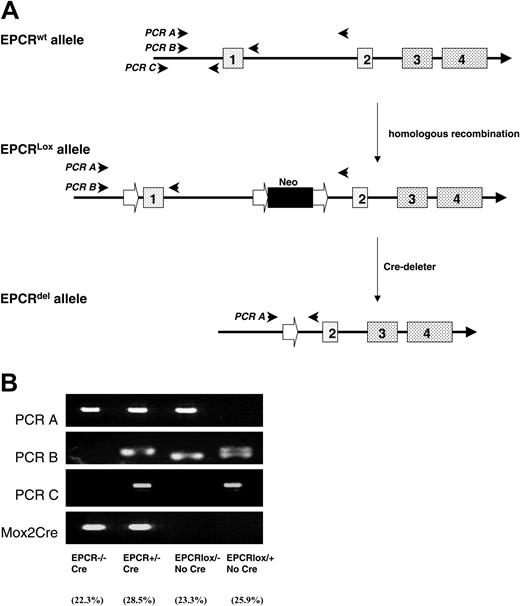Figure 1. Schematic representation of the generation of Procr Lox mice and PCR genotyping. The ProcrLox allele was obtained by homologous recombination. The Procr-deleted allele was obtained when the region of the Procr gene flanked by LoxP sites was deleted by Cre-recombinase (A). PCR A detects the Procr-deleted allele. The PCR fragment of the wild-type allele is too large to be detected. PCR B detects the EPCR exon 1 wild-type allele. The ProcrLox allele also generates a band that is 36 base pair (bp) smaller due to the replacement of 68 bp in the promoter with the 32-bp LoxP site. PCR C detects the promoter region wild-type allele that does not have the LoxP site inserted. Mox2Cre primers detect the Cre allele. Procr –/–Meox2+/cre pups were born at near Mendelian ratio (43 of 193 pups; 22.3% frequency compared with the expected 25% frequency) (B).