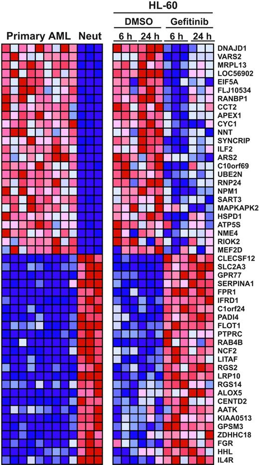 Figure 3. Gefitinib induces whole-genome expression modulation consistent with neutrophil maturation. Gene expression profiling was done in triplicate 6 hours and 24 hours after treatment with either 10 μM gefitinib or 0.02% DMSO in HL-60 cells. These patterns were compared with expression profiles distinguishing primary patient AML cells from normal human neutrophils. Using the signal-to-noise (SNR) metric, the genes distinguishing the 9 primary AML samples from the 3 normal neutrophil samples (Neut) were identified and then reordered according to their degree of regulation by gefitinib in HL-60 cells. The top 25 genes in each direction are shown. Expression levels greater than the mean are shown in red; those less than the mean are shown in blue.
