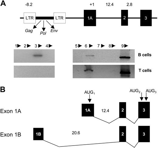 Figure 1. The 5′ end of the CD5 gene indicating location of the new exon 1. (A) The human CD5 locus depicting the 5′ end of the genomic map constructed from overlapping human CD5 genomic sequence and partial genomic sequences containing exons 1, 2, and 3. The 5.3-kb human endogenous retrovirus element lies upstream of the known exon 1 sequence (E1A). Distances between the exons are indicated from exon 1 ATG (+1). The bottom panel is a gel showing whether PCR products were obtained using the sense primers indicated above each gel lane (arrowheads, the numbers refer to the oligonucleotides listed in Table 1) and CD5 E5-6 as antisense primer. Sizes are 763 bp, 811 bp, and 730 bp, respectively. (B) Cartoon depicting the proposed splice sites in E1A and E1B-type transcripts and ATG starting coding region.