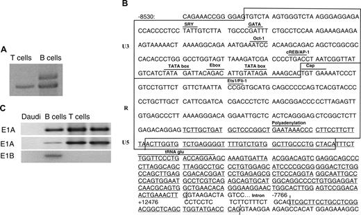 Figure 2. The 5′ RACE analysis of the CD5 gene initiation and expression in B and T cells. (A) CD5 5′ RACE analysis of exon 1 B (E1B). One band from T lymphocytes (899 bp) and 2 from tonsillar B cells (1096 bp, 899 bp) were separated, subcloned into pTrueBlue, and sequenced. The larger band amplified only from B-cell RNA contained E1B instead of E1A. (B) Regulatory motifs for transcription factor binding and TATA box location within the U3 region. Box delimits the U3/R/U5 parts. The 5′ RACE sequences are underlined. (C) RT-PCR analysis of cDNA from B or T cells using sense primers specific for CD5 exon 2, E1A, E1B, and antisense primers located at the exons 5-6 junction. Daudi B cells and Jurkat T cells are negative and positive controls.