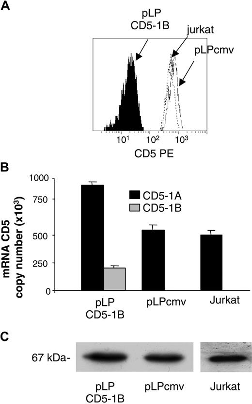 Figure 6. Transfection of E1B-containing cDNA into Jurkat cells reduces their membrane expression of the CD5 protein. (A) The The pLP env vector, with or without E1B-containing cDNA, was introduced into Jurkat cells. The CD5lo cells were sorted and cultured and their membrane density of CD5 determined using PE-conjugated UCHT2 anti-CD5 antibody. (B) Quantitative RT-PCR demonstrates that the diminished expression of CD5 did not result from a reduction in the amount of E1A-containing transcripts. Data represents mean and SD of 3 experiments. (C) The E1A-related variant of CD5 was detected by blotting total cell extracts with the E1A-related variant-specific Leu-1 anti-CD5 antibody.