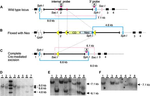 Figure 1. Targeted disruption of Cybrd1. (A) Cybrd1 wild-type locus and (B) targeted locus after introduction of an intronic floxed neomycin (Neo)/cytosine deaminase (CD) cassette and loxP sites (yellow triangles). Positions of 3′ and internal probes used for Southern blot analysis are shown as red bars A and B, respectively. (C) Cybrd1 locus after complete excision to inactivate the gene. Squiggled lines to left of diagrams in A-C indicate segments of DNA not included in the figure. Pink bars indicate the size of fragments digested by SacI using a 3′ probe by Southern analysis, and blue bars indicate the length of fragments digested by SphI using a 5′ probe by the same analysis. (D) Southern blot analysis of the 3′ end of the SphI digested locus in ES cells after Cre-mediated excision, using probe A. Clone 6 retains the floxed allele; clones 2, 4, and 5 have undergone complete excision, deleting exon 2. Clones 2 and 4 were used to obtain Cybrd1-/- mice without residual Neo and CD cassettes. (E-F) Southern blot analysis of the 3′ end of the SacI digested locus in genomic DNA using probe A (E), and the internal probe B within exon 2 (F). Lanes 1, 3, 5, and 6 show wild-type mice, 2 and 8 show homozygous Cybrd1-/- mice, and 4 and 7 show heterozygous Cybrd1-/+ mice.