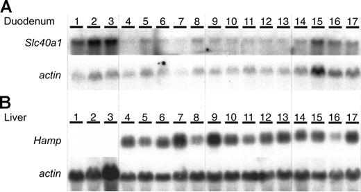 Figure 3. Northern blot analysis in mice with Cybrd1 mutations. (A) Duodenal Slc40a1 mRNA expression and (B) liver Hamp mRNA expression. Samples were compared from Trfhpx/hpx mice (lanes 1-3), iron-deficient Cybrd1-/- mice (lanes 4-8), iron-deficient wild-type mice (lanes 9-13), and wild-type mice on normal diet (lanes 14-17). The identification numbers represent the same animals in panels A and B.