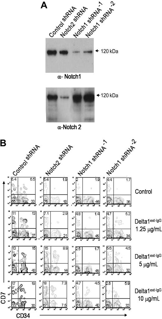 Figure 4. Notch1 but not Notch2 is primarily responsible for Notch-induced lymphoid differentiation. CD34+CD38– cord blood cells were transduced with either Notch1, Notch2, or control shRNA constructs and cultured in the presence of increasing concentrations of immobilized Delta1ext-IgG. After 4 days, cells were GFP sorted and replaced in culture. After 7 days, cells were harvested to prepare lysates or immunostain for FACS analysis. (A) Lysates were separated with sodium dodecyl sulfate–polyacrylamide gel electrophoresis, transferred to nitrocellulose, and immunoblotted with the α-Notch1 monoclonal antibody, MN-1, stripped, and reimmunoblotted with the anti-Notch2 monoclonal antibody, BHN6. (B) Cells were assessed for CD7 and CD34 expression. Numbers in corners are the percentage of gated events within that quadrant.