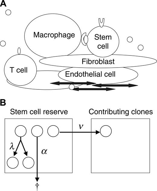 Figure 1. Modeling clonal dominance in myeloproliferative disorders. (A) The stem cell microenvironment is a complex cellular network consisting of many cell types, including macrophages, T cells, osteoblasts, endothelial cells, and fibroblasts. These cells modulate stem cell behavior through direct cell-cell interactions and through the secretion of cytokines. In addition, cytokines, chemokines, and other substances transit the marrow sinuses and may concentrate in certain regions (by adherence to extracellular matrix). (B) Depicted is a 2-compartment model for hematopoiesis. The first compartment represents a quiescent pool, or reserve, of stem cells. A cell in the reserve may self-replicate (with intensity, or conditional probability per unit time, λ), die (with intensity α), or initiate differentiation (with intensity ν) by entering the contributing compartment (compartment 2), at which stage cells actively divide and differentiate to contribute progenitor cells (and then mature cells) to marrow (and blood). A clone departing from the contributing compartment is considered to be “exhausted” (which occurs with intensity μ).
