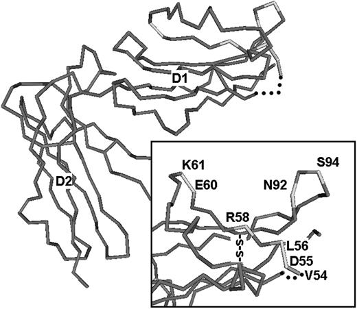 Figure 1. Homology model of GPVI. In the main portion of the figure, an α carbon (Cα) trace of the Lir-1 molecule, a member of the Ig gene superfamily and a close homolog of GPVI, is depicted as a tubular representation. This representation is derived from the crystal structure of Lir-1 (PDB 1G0X) and is rendered using the program Cn3D (version 4.1) produced by the National Center for Biotechnology Information (Bethesda, MD) and distributed freely to the public. In the main figure, the extracellular domains D1 and D2 are labeled. In the enlargement in the bottom right corner (inset), selected amino residues of GPVI that are positional homologs to those in Lir-1 are labeled. These residues are all situated in 2 adjacent hydrophilic loops in the ligand binding region of D1. The first hydrophilic loop contains residues thought to participate in ligand binding: V54, D55, L56, R58, E60, and K61. An adjacent hydrophilic loop contains, at its apex, the consensus N-linked glycosylation site represented by residues N92 and S94.