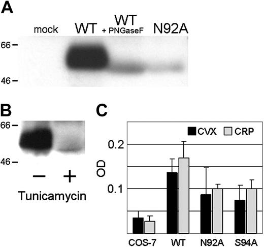 Figure 2. Transient expression of GPVI by transfected COS-7 cells. (A) The ligand blot assay was used to assess the binding of biotin-CVX to proteins in lysates of (from left to right): mock-transfected cells; cells transfected with wild-type (WT) GPVI; cells transfected with WT GPVI and then digested with the endoglycosidase PNGase F; and cells transfected with the substitution mutant N92A. The electrophoretic mobility of 2 representative marker proteins is indicated to the left of the gel. (B) The ligand blot assay used to assess the binding of biotin-CVX to proteins in lysates of (left) cells transfected with wild-type GPVI (–) and (right) cells transfected with wild-type GPVI then treated for 48 hours with tunicamycin (+). (C) Adhesion of COS-7 transfectants to CVX (▪) or CRP (□). The optical density (OD) is indicated on the x-axis. The identity of the transfectants is indicated on the ordinate and includes (from left to right): mock-transfected cells (COS-7); cells transfected with wild-type GPVI (WT); and cells transfected with N92A or S94A. Each bar represents the mean of 3 experiments. Error bars represent 1 SD.