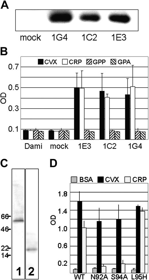 Figure 3. Stable expression of GPVI by Dami cell lines. (A) The requirement for exogenous FcRγ was tested by comparing the expression of transfected wild-type GPVI in cell lines that were not cotransfected with FcRγ (1G4) or cotransfected with FcRγ (1C2 and 1E3). The binding of biotin-CVX to GPVI in lysates from each cell line indicate that 1G4 expresses as much or more total GPVI as do 1C2 or 1E3. (B) Adhesion of Dami cell lines to CVX (▪), CRP (□), control peptide GPP (▧) or control peptide GPA (▨). Optical density (OD) is indicated on the abscissa. The identity of each cell line is indicated on the ordinate. Values represent mean ± SD for 3 experiments. (C) Immunoprecipitation. Rabbit polyclonal anti–human FcRγ was used to precipitate endogenous FcRγ from 1G4. The precipitated proteins were isolated, solubilized, and analyzed by Western blot using either biotin-CVX (lane 1) or the same polyclonal anti–human FcR antibody (lane 2) to visualize the proteins. The electrophoretic mobilities of selected molecular weight marker proteins are indicated to the left of the gel. (D) Adhesion of Dami lines transfected with wild-type GPVI (WT) or GPVI substitution mutants N92A, S94A, and L95H (ordinate). Adhesion to plates coated with BSA (▦), CVX (▪), or CRP (□) was measured. Optical density (OD) is indicated on the abscissa. Error bars represent 1 SD.