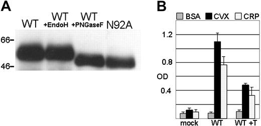 Figure 5. Treatment of wild-type GPVI with endoglycosidases or tunicamycin. (A) A shift in the electrophoretic mobility of wild-type GPVI was observed following treatment with endoglycosidases. MAb LJ6.5 was used in a Western blot to visualize GPVI in lysates of (from left to right): cells transfected with wild-type (WT) GPVI; cells transfected with WT GPVI and then digested with the endoglycosidase Endo H, which cleaves high mannose type N-glycans; cells transfected with WT GPVI and then digested with the endoglycosidase PNGaseF, which cleaves complex type N-glycans; and cells transfected with the substitution mutant N92A. The electrophoretic mobility of 2 representative marker proteins is indicated to the left of the gel. (B) The influence of tunicamycin treatment on Dami cell adhesion. The adhesion of Dami lines transfected with vector alone (mock) or WT GPVI was compared to that of same Dami lines transfected with WT GPVI but first exposed to tunicamycin for 48 hours. Adhesion to plates coated with BSA (▦), CVX (▪) or CRP (□) was measured. Optical density (OD) is indicated on the abscissa. Error bars represent 1 SD.