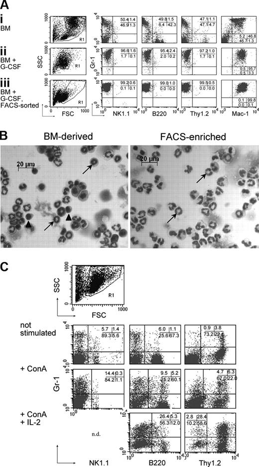 Figure 1. Phenotypic analysis of in vitro-generated and positively selected granulocytes from B6 BM cells. (A) B6 granulocytes were generated from B6 BM cells by cultivation with G-CSF for 9 days. Enriched granulocytes were further enriched by positive selection via FACS using αmGr-1 mAb. All 3 populations were stained with mAb specific for Gr-1, NK1.1, B220, Thy1.2, and Mac-1 and analyzed with the FACSCalibur. SSC indicates side scatter. (B) Freshly isolated B6 BM cells and in vitro-propagated and FACS-sorted (αmGr-1 mAb) granulocytes were centrifuged on microscope slides and stained with May-Grünwald/Giemsa as described in “Materials and methods.” Arrows indicate polymorphonuclear cells; arrowheads, mononuclear cells. (C) Not activated B6 spleen cells and B6 spleen cells cultivated in vitro in the presence of either ConA (5 μg/mL) or ConA/ConA SN (5 μg/mL; 10% final) were subjected to FACS analysis (FACSCalibur), using mAb to Gr-1, NK1.1, B220, and/or Thy1.2. FSC indicates forward scatter. Numbers in graphs indicate the percentages of gated cells.