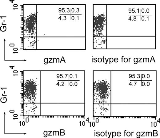 Figure 3. In vitro-propagated and zymosan-activated B6 granulocytes do not express gzmA or gzmB. In vitro-generated B6 granulocytes were incubated with zymosan (50 μg/L × 105 cells; 90 minutes) and subsequently analyzed following staining with αGr-1 mAb and either αmgzmA IS (1:100) followed by FITC-labeled αrabbit IgG (1:500) or αhugzmb mAb (1:10) as described in “Flow cytometry”; rabbit IgG and mouse IgG were used as isotype control, as described in “Materials and methods.” Numbers in graphs indicate the percentages of gated cells.