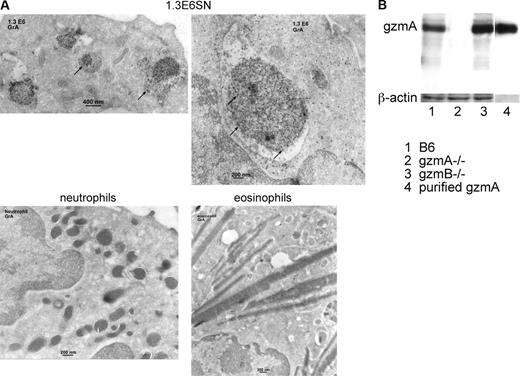 Figure 4. Ultrastructural localization of gzmA in 1.3E6SN but not in B6 neutrophils and eosinophils by immunogold electron microscopy. (A) Cryosections of 1.3E6SN cells or of in vitro-generated (BM cells, day 9, G-CSF) B6 neutrophils or eosinophils were fixed, immunogold-labeled with αmgzmA mAb (7.1; arrows) and subsequently analyzed by electron microscopy. (B) Western blot (WB) analysis of lysates of MACS-sorted CD8+ LCMV-immune cells from B6, gzmA-/-, and gzmB-/- mice (5 × 105 cell equivalents/lane) and of purified gzmA protein (50 ng) using either αmgzmA mAb (7.1, 1:20) or αmβ-actin mAb (C-11, 1:1000) and peroxidase-labeled secondary antibody (1:10 000). Molecular weight was as follows: gzmA, 60 kDa; β-actin, 43 kDa.