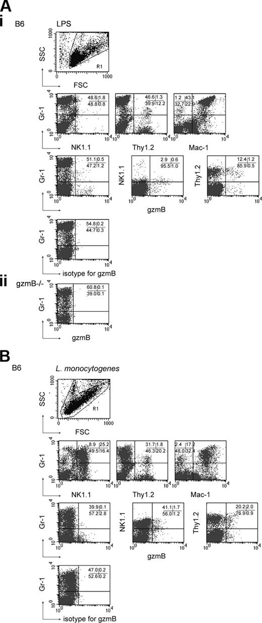 Figure 5. Granulocytes from B6 mice previously challenged with LPS or L monocytogenes in vivo do not express gzmB. Peritoneal exudate cells were derived from B6 and gzmB-/- mice, either previously injected with LPS (2 μg; intraperitoneally), at 20 hours after infection (A) or previously infected intraperitoneally with L monocytogenes (5 × 103 CFU), at 48 hours after infection (B), and analyzed (FACSCalibur) for the expression of Gr-1, NK1.1, Thy1.2, and Mac-1 and intracellularly for gzmB (αhugzmB mAb, 1:10), as described in “Materials and methods”; mouse IgG was used as isotype control, as described in “Materials and methods.” Numbers in graphs indicate the percentages of gated cells.