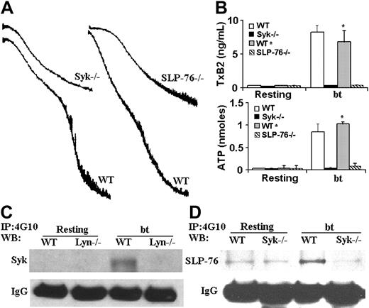 Figure 2. Syk and SLP-76 are required for aggregation, TxA2 production, and ATP secretion; Lyn is required for the phosphorylation of Syk and SLP-76; and Syk is required for the phosphorylation of SLP-76 in response to bt/VWF. (A) Syk-deficient and SLP-76–deficient platelets each agglutinated, but did not aggregate in response to bt/VWF stimulation, and (B) did not produce TxA2 or secrete ATP. (C) Immunoprecipitation (IP) was run on platelet lysate as described in “Immunoprecipitation and Western blotting” using monoclonal antibody 4G10. Syk was not phosphorylated in Lyn-deficient platelets in response to bt/VWF. (D) SLP-76 was not phosphorylated in Syk-deficient platelets in response to bt/VWF. The error bars represent standard deviation; n = 3. In some cases, the values of the SD were so small that the bars cannot be seen.