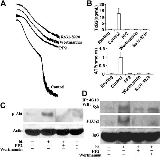 Figure 4. PP2, wortmannin, and Ro31-8220 inhibited aggregation, TxA2 production, and ATP secretion; PP2 inhibited Akt, Syk, and PLCγ2 phosphorylation; and wortmannin inhibited Akt and PLCγ2, but not Syk phosphorylation. (A) Aggregation and agglutination traces of wild-type platelets treated with bt/VWF in the presence of 10 μM PP2, 100 nM wortmannin, and 10 μM Ro31-8220. All of these inhibitors eliminated the aggregation, but did not affect agglutination. (B) PP2, wortmannin, and Ro31-8220 prevented TxA2 production and ATP secretion. (C) PP2 and wortmannin inhibited the phosphorylation of Akt. (D) PP2 inhibited the Syk and PLCγ2 phosphorylation. Wortmannin inhibited phosphorylation of PLCγ2, but not Syk. The error bars represent standard deviation; n = 3. In some cases, the values of the SD were so small that the bars cannot be seen.