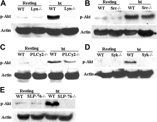 Figure 5. Phosphorylation of Akt (Ser473) requires Lyn, Syk, and SLP-76, but not Src and PLCγ2. (A) Akt was not phosphorylated in Lyn–/– platelets stimulated by bt/VWF. (B) Akt was phosphorylated in Src–/– platelets. (C) Akt was phosphorylated in PLCγ2–/– platelets in response to bt/VWF. (D) Akt was not phosphorylated in Syk–/– platelets stimulated by bt/VWF. (E) Akt was not phosphorylated in SLP-76–/– platelets in response to bt/VWF. The results shown here are representative of 4 experiments.