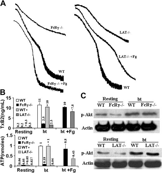 Figure 6. FcRγ-chain and LAT are not required for TxA2 production, Akt phosphorylation, or αIIbβ3 activation by washed platelets stimulated with bt/VWF. (A) FcRγ-chain–deficient and LAT-deficient platelets agglutinated, but did not aggregate. Fibrinogen (Fg) restored normal aggregation to both the FcRγ-chain–/– platelets and the LAT–/– platelets. (B) FcRγ-chain–deficient platelets produced the agglutination-elicited level of TxA2 and secreted the level of ATP elicited by agglutination. LAT-deficient platelets produced the agglutination-elicited level of TxA2, but did not secrete ATP. Fibrinogen (Fg) enhanced TxB2 production and ATP secretion by both the FcRγ-chain–/– and the LAT–/– platelets. (C) FcRγ-chain–deficient and LAT-deficient platelets phosphorylated Akt in response to stimulation by bt/VWF. The numbers over the bars represent the amount of TxA2 production (ng/mL) or ATP secretion (nM). The error bars represent standard deviation; n = 3. In some cases, the values of the SD were so small that the bars cannot be seen.
