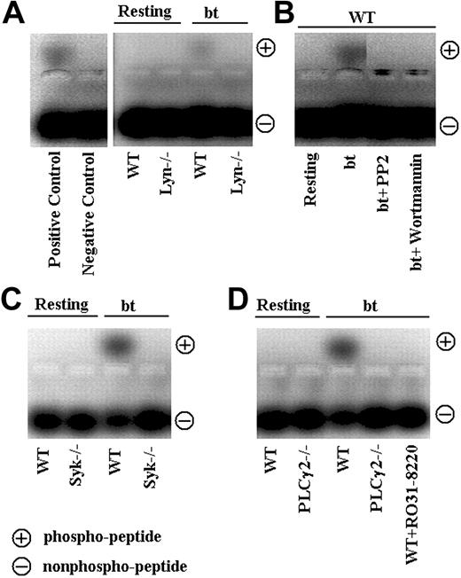 Figure 7. PKC activation elicited by bt/VWF is dependent on Lyn, Syk, PI3K, and PLCγ2. This assay demonstrates activation of PKC as exemplified by phosphorylation of PKC-specific peptide substrate. Phosphorylated peptide substrate moves toward the positive electrode in the assay. (A) In contrast to wild-type platelets, PKC was not activated in Lyn–/– platelets stimulated with bt/VWF. (B) PP2 and wortmannin each blocked the activation of PKC. (C) Syk and (D) PLCγ2 also are required for PKC activation. The results shown here are representative of 3 experiments.