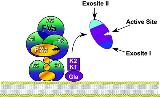 Figure 1. Prothrombin activation to thrombin. Prothrombin is first activated as part of the prothrombinase complex to meizothrombin by cleavage at R320. The Gla and kringle (K1 and K2) domains are cleaved at R271, allowing thrombin to diffuse away. Thrombin has 3 regions that are functionally inaccessible in prothrombin and become exposed on activation: the active site, exosite I, and exosite II.
