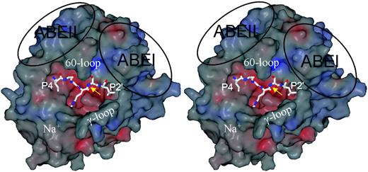Figure 2. The structural features of thrombin. A stereo view of the surface thrombin in the standard orientation reveals the main features of the protease. The surface is colored according to electrostatic potential, with red and blue representing negatively and positively charged patches, respectively. In this orientation, the active site is centered so that a peptide substrate will run from the left to the right, from its N- to C-termini. Here, the P4 to P2′ residues of antithrombin are depicted as found in the structure of the Michaelis complex, with the reactive center bond (P1-P1′) indicated by the yellow arrow. The active site cleft is flanked above by the 60-loop, and below by the γ-loop making the cleft unusually deep. The 2 major anion binding exosites (ABEI and ABEII) are indicated by the ovals. The adjacent Na+ binding site is also indicated.