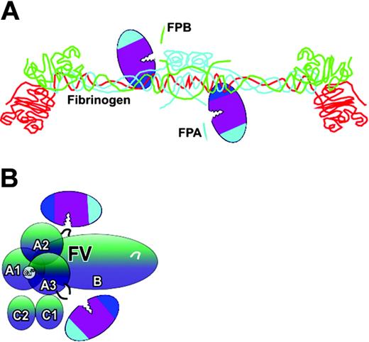 Figure 3. Direct, unassisted interactions of thrombin. Thrombin binds directly to (A) fibrinogen Aα (blue) and Bβ (green) polypeptide chains using exosite I (fibrinogen γ chain is red). This enables the scissile bond to be positioned across the active site cleft. FPA and FPB (depicted as blue and green fragments) are then cleaved. Thrombin also binds directly to factor V (FV) (B). The 3 activation cleavage sites at R709, R1545, and R1018 are recognized using many surface residues, including those of both exosites. Although 2 thrombin molecules are depicted, a single docking event may be sufficient to complete proteolysis of each protein. The schematic of fibrinogen is adapted from Cote et al35 with permission.