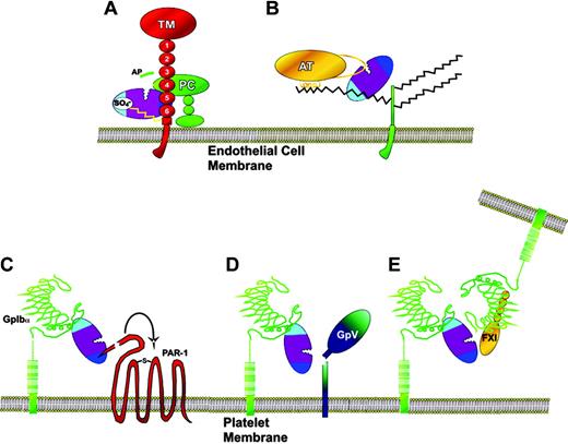 Figure 4. Cofactor-assisted substrate interactions of thrombin on the endothelial cell and platelets. (A) Thrombin is bound to endothelial cell thrombomodulin (TM) by exosite I interaction with EGF-like domains 5 and 6. Exosite II can also interact with any chondroitin sulfate side chain present on the proteoglycan. Protein C (PC) binds to thrombomodulin on EGF-like domain 4, in a position favorable for its activation by thrombin. The high efficiency of activation may arise both from approximation of thrombin and protein C on thrombomodulin, and from exosite-induced conformational change in the active site of thrombin. (B) Thrombin bound via exosite II on endothelial cell heparan sulfate proteoglycan side chains is efficiently inhibited by antithrombin (AT). (C) Thrombin bound to platelet GpIbα via exosite II is brought into proximity to PAR-1 and enhances its activation using exosite I to make contact. (D) The thrombin-GpIbα complex can enhance cleavage of GpV, resulting in hyperactive platelets. (E) The thrombin-GpIbα complex can also activate factor XI (FXI) bound to GpIbα at a separate site in the leucine-rich repeat region. The images of GpIbα interactions have been adapted with permission from Dumas et al51 and Sadler52 (original illustration, Katharine Sutliffe). Copyright 2003 AAAS.