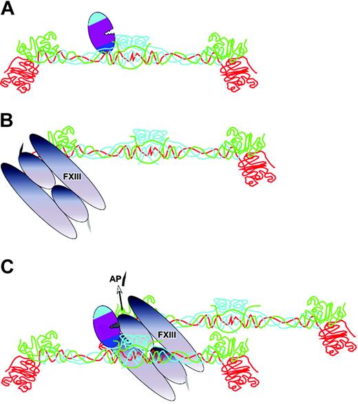 Figure 5. Self-generated cofactor-assisted substrate interactions of thrombin. Once thrombin has cleaved FPA from fibrinogen, fibrin monomer is formed, to which the thrombin remains attached via exosite I interactions at the N-terminal E domain (A). Factor XIII (FXIII) is also loosely bound to fibrin, but at the C-terminal D domain (B). The fibrin monomers will spontaneously polymerize. It has been proposed that this approximates the thrombin and factor XIII (C), resulting in efficient cleavage of the activation peptide (AP).47 Fibrin(ogen) polypeptide chains are colored as in figure 3A.