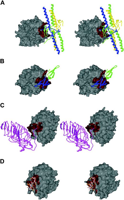 Figure 6. Cofactor competition for exosites. The exosite interactions between thrombin and (A) fibrin, (B) thrombomodulin, (C) GpIbα, and (D) heparin have been revealed by recent crystallographic structures. The surface of thrombin is oriented identically in panelsA and B to highlight exosite I, and in panels C and D for exosite II, and the contact surfaces are colored red. It is clear from the stereo depictions that cofactors fibrin (E fragment) and thrombomodulin (EGF domains 5 and 6) share a single binding site on exosite I, and similarly, GpIbα and heparin share a common site on exosite II.