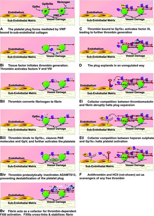 Figure 7. How thrombin is directed. Schematic diagram showing many of the interactions of thrombin over the damaged endothelium as part of the hemostatic response. The direction of thrombin is indicated by use of A, B (i, ii, iii, iv, and v simultaneously), C, D, E (i and ii simultaneously), F. Fibrinogen is shown as a simple domain scheme for simplicity. TF indicates tissue factor.