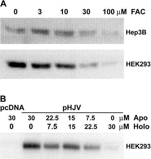 Figure 5. Iron loading reduces soluble hemojuvelin release into cell culture medium. Each panel is representative of at least 3 independent experiments. HEK293 and Hep3B cells were transfected with hemojuvelin vector (pcDNA-HJV) in 6-well tissue culture plates and incubated overnight, followed by a 24-hour incubation in serum-free medium (2 mL/well) with (A) FAC concentrations ranging from 0 to 100 μM. Conditioned cell culture medium (2 mL/sample) was filter-concentrated (5-kDa cut-off) and analyzed on a reducing SDS-PAGE/Western blot probed with anti-G3pep2-3. In both Hep3B (top panel) and HEK293 cells (bottom panel), the amount of soluble hemojuvelin decreased progressively with increasing FAC concentrations. (B) Holotransferrin and apotransferrin were added to pcDNA-HJV-transfected HEK293 cells at various ratios to reach a constant total transferrin concentration of 30 μM. Conditioned cell culture medium (2 mL/sample) was extracted by cation exchange and filter-concentrated (5-kDa cut-off) before being analyzed on a nonreducing SDS-PAGE/Western blot probed with Ab112. Lane 1 shows conditioned cell culture medium from pcDNA3.1(+) vector-transfected HEK293 cells as a negative control. The amount of soluble hemojuvelin decreased progressively with increasing iron saturation of transferrin.