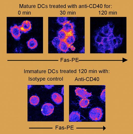 Fas internalization in mature DCs treated with anti-CD40. See the complete figure in the article beginning on page 2806.