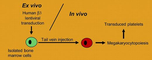 A gene therapy strategy for transducing platelets is presented. Bone marrow cells are transduced ex vivo and infused into animals following bone marrow ablation. The approach is applied to a mouse model of Glanzmann thrombasthenia by Fang and colleagues.
