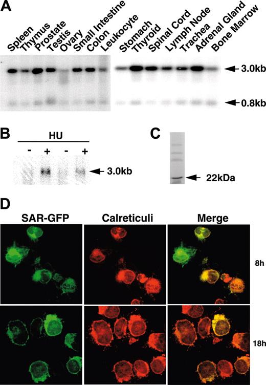 Figure 1. SAR mRNA expression in different tissues and HU induction of SAR. (A) mRNA blots of multiple human tissues were hybridized with a 32P-labeled SAR-specific probe. (B) Human adult erythroid cells were treated with (+) or without (-) 100 μM HU, as detailed in “Materials and methods.” Total RNA was isolated on day 10 and probed for SAR mRNA by Northern blotting. (C) In vitro transcription/translation of the SAR protein produced a 22-kDa peptide. (D) Cellular localization of SAR tagged with GFP at the 3′ end in SAR-transfected K562 cells. Green indicates GFP fluorescence; red indicates staining for calreticulin, which indicates the endoplasmic reticulum; yellow (in the merged image) represents overlapping green and red fluorescence. Cells were incubated for 8 or 18 hours.