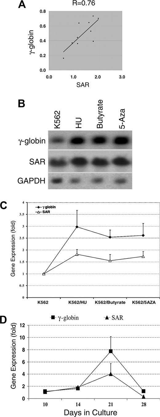 Figure 2. SAR and γ-globin gene expression in SAR transfectants, K562 cells treated with globin inducers, and AC133+ cells. (A) Correlation of γ-globin and SAR mRNA. The diagonal line shows trend line. γ-globin (Gamma) and SAR mRNA levels were normalized to glycophorin C determined by quantitative RT-PCR in SAR-transfected K562 cells. (B) Northern blot analysis of γ-globin and SAR mRNA expression in K562 cells 48 hours after treatment with HU, butyrate, or 5-azacytidine, as detailed in “Materials and methods.” GAPDH was used as an internal control. (C) Quantitative analysis of γ-globin and SAR mRNA levels normalized to GAPDH from Northern blots. (D) RT-PCR determination of SAR and γ-globin mRNA expression (normalized to GAPDH) in AC133+ cells (with EPO) cultured for the indicated amounts of time. Error bars indicate standard deviation of the mean of 3 independent experiments.