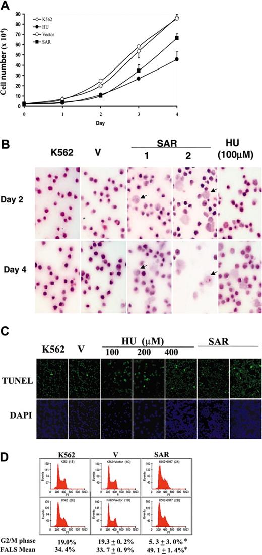 Figure 4. Effects of HU and SAR expression on K562 cell growth. (A) Growth curve generated as described in “Materials and methods.” ⋄ indicates parental K562 cells; •, HU-treated parental K562 cells; ○, vector-transfected cells; and ▪, SAR-expressing cells. Cell-doubling times were calculated from the graph. (B) Enforced expression of SAR (2 clones are shown) led to dramatic macrocytosis and a relatively immature appearance in some K562 cells, as seen with hematoxylin and eosin staining. HU-treated parental cells are also shown (HU). (C) A sizable fraction of SAR transfectants underwent apoptosis, as shown by TUNEL assays. Apoptotic cells are stained green; the nuclei of cells stained with DAPI are blue. Similarly, K562 cells treated with HU for 24 hours showed some apoptotic cells. (D) Cell-cycle and FACS analysis. SAR-expressing cells were arrested in G1/S phase and showed a decreased G2/M fraction. Cell-cycle analysis was performed after cells were plated for 48 hours. Error bars indicate standard deviation of the mean of 3 independent experiments.
