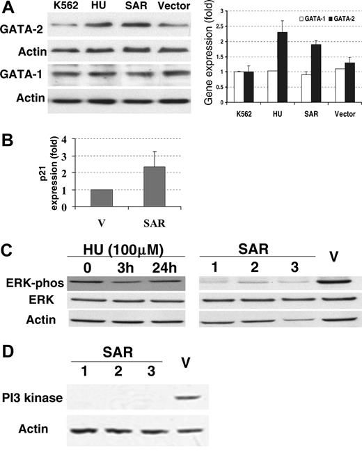 Figure 5. Expression of GATA-1, GATA-2, ERK, and PI3 kinase proteins, and p21 mRNA in parental and SAR-transfected K562 cells. (A) Comparison of GATA-1 and GATA-2 protein levels in parental K562 cells (grown in the presence or absence of HU for 3 days), vector-transfected cells, and SAR-expressing cells. Left panel shows Western blot; right panel, fold increase over untransfected K562 cells. (B) p21 mRNA levels in SAR-expressing cells and vector controls detected by hybridization. (C) Total and phosphorylated ERK in SAR transfectants and K562 cells treated with HU for 3 days. (D) PI3 kinase protein in SAR-transfected and vector control K562 cells. Samples containing 50 μg protein were subjected to electrophoresis on Tris-glycine gels and to Western blotting with antibodies directed against either phosphorylated ERK, total ERK, or PI3 kinase. Error bars indicate standard deviation of the mean of 3 independent experiments.