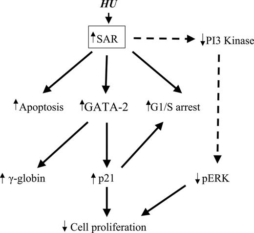 Figure 6. Schematic pathways of SAR-mediated globin gene induction. Enforced SAR expression alone can replicate the known effects of HU on K562 cells, including cytotoxicity (apoptosis), G1/S-phase arrest, and γ-globin induction. SAR-induced GATA-2 expression not only increases γ-globin gene induction, it also induces p21 protein. Induction of p21 causes inhibition of cell proliferation and G1/S arrest. Reduction of PI3 kinase (PI3K) and phosphorylated ERK (pERK) can be triggered by SAR.