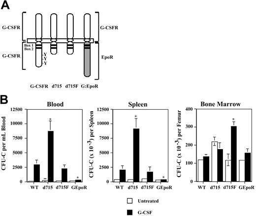 Figure 1. G-CSF–induced HPC mobilization in G-CSFR mutant mice. (A) Schematic of targeted G-CSFR mutations. Cytoplasmic tyrosines (Y) and the conserved box 1 and box 2 motifs are indicated. In the d715F mutant, the sole remaining tyrosine (Y704) of the G-CSFR has been mutated to phenylalanine (F). (B) Tissue distribution of HPCs following G-CSF treatment. Wild-type (WT) and G-CSFR mutant mice (n = 4, each) were treated with G-CSF (250 μg/kg/d) for 5 days and the number of CFU-Cs in blood, spleen, and bone marrow quantified 4 hours after the final dose of G-CSF. Data represent the mean ± SD. *P < .05 compared with G-CSF–treated WT mice.