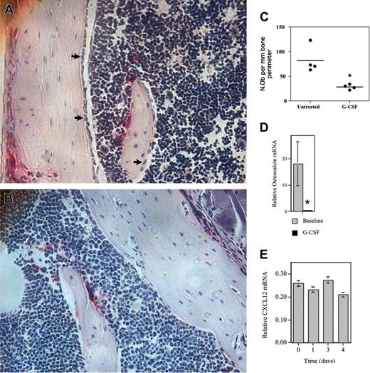 Figure 6. G-CSF inhibits osteoblast activity in the bone marrow. (A-D) WT mice were treated with G-CSF (125 μg/kg twice daily for 5 days) and osteoblast activity assessed. (A-B) Representative photomicrographs show endosteal osteoblasts (arrows) in untreated (A) or G-CSF–treated mice (B); original magnification × 400. (C) Quantification of osteoblast number by histomorphometry. The number of osteoblasts (N.Ob) per millimeter of bone perimeter is shown. (D) Bone marrow osteocalcin mRNA expression. Total bone marrow RNA was obtained by directly flushing femurs with TRIzol. The expression of osteocalcin mRNA relative to β-actin mRNA is shown. (E) Primary osteoblasts were cultured in the presence of 100 ng/mL G-CSF for the indicated time and CXCL12 mRNA quantified. Data represent the mean ± SEM. *P < .05. All images were obtained with a Nikon Eclipse E600 microscope using a Nikon PlanApo 20 ×/0.45 NA objective (Nikon, Melville, NY). The microscope was equipped with a Sony DXC S500 digital camera (Sony Electronics, Park Ridge, NJ), and images were captured using Kodak Imaging for Windows software (Eastman Software, Billerica, MA).