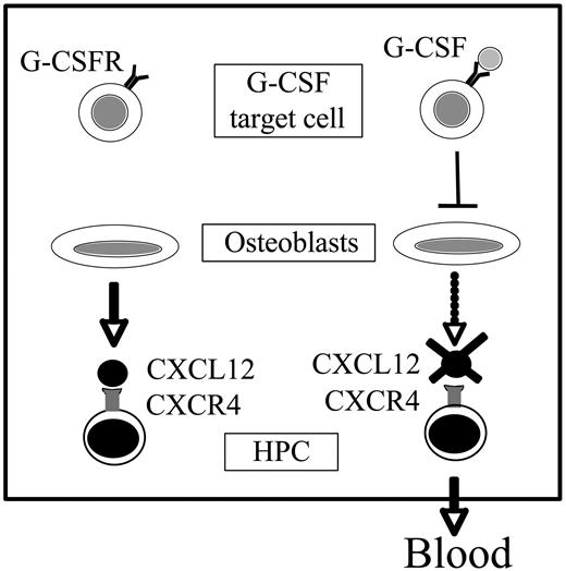 Figure 7. Model of G-CSF–induced HPC mobilization. Osteoblasts constitutively produce large amounts of CXCL12, providing an important retention signal for HPCs in the bone marrow. G-CSF initiates the mobilization cascade by stimulating a population of G-CSFR+ cells in the bone marrow. These cells, in turn, negatively regulate osteoblast number and activity, resulting in decreased CXCL12 expression in the bone marrow. The consequent decrease in CXCR4 signaling in HPCs leads to their migration from the bone marrow to blood.