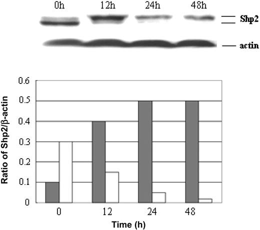 Figure 3. Mitogenic stimulation of Shp2 phosphorylation and relocation. Normal resting hematopoietic cells were stimulated with PHA and collected at different time points for analysis of Shp2 protein levels by Western blotting. The histogram shows p-Shp2 (▦) versus Shp2 (□) contents in samples enriched with resting or proliferating hematopoietic cells. Data are representative of 3 independent experiments.