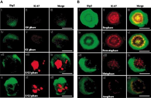 Figure 4. Subcellular localization of Shp2 in leukemia cells during cell cycle. (A) Cells at interphase. (B) Cells at mitosis. Double immunofluorescence labeling of Shp2 with Ki-67 antigen was performed in quiescent and proliferating cells. Cells were fixed, permeabilized, and stained with anti-Shp2 (green) and anti–Ki-67 antigen (red) antibodies. The scale bar represents 10 μm. Similar results were also found in lymphoblastic leukemic cells and normal hematopoietic progenitor cells (data not shown). Images were viewed at 400 ×/0.75 numerical aperture (NA), with a Zeiss Axioskop II microscope, Images were captured with a SPOT 1.3.0 CCD camera (Diagnostic Instruments, Detroit, MI) and transferred to Adobe Photoshop 6.0 (Adobe, San Jose, CA).