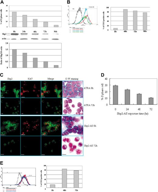 Figure 6. Shp2 expression inversely correlates with differentiation of hematopoietic cells. (A) Leukemic cells were treated with ATRA at 1 μM and collected at different time points to determine the percentage of cells in the S phase (top panel) and the Shp2 protein amounts by Western blot (bottom panel). (B) CD11b expression levels by FCM analysis. (C) In top panel, leukemic cells were treated with ATRA at 1 μM, and collected at 72 hours for analysis of Shp2 expression using double immunofluorescence labeling with anti-Shp2 (green) and Ki-67 (red) antibodies. Shown are leukemia cells before and after induction with ATRA. For morphologic analysis, cells untreated or treated with ATRA for 72 hours were collected and stained with Wright-Giemsa staining. The bottom panel shows NB4 cells treated with Shp2 AS (2 μM) for 0 and 72 hours. Images were viewed at 100 ×/0.3 NA with a Zeiss Axiovert S100 microscope. Images were captured with a SPOT 1.3.0 CCD camera and transferred to Adobe Photoshop 6.0. (D) NB4 cells were treated with Shp2 AS at 3 μM and collected at different time points for analysis of cell cycles with FCM. Error bars represent standard error. (E) CD11b expression levels on NB4 cells were determined by FCM analysis following treatment with Shp2 AS (2 μM) for 72 hours. The scale bar represents 10 μm. Data are representative of 3 independent experiments.