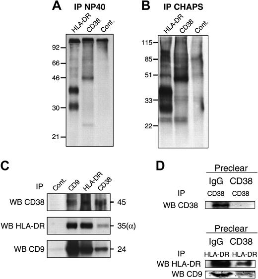 Figure 2. CD9 is associated with MHC class II and CD38 on human monocytes. Monocytes were surface-labeled with biotin before lysis in NP-40 (A) or CHAPS (B-D). Immunoprecipitations were then performed with the HLA-DR (D1.12), CD38 (IB4), or isotype control mAbs. After electrophoresis under nonreducing conditions and transfer to a nitrocellulose membrane, the precipitated material was revealed by chemiluminescence. (C) The HLA-DR, CD38, and CD9 molecules were immunoprecipitated, from unlabeled monocytes, with the specific D1.12, IB4, and PHN 200 mAbs, respectively. Immunoprecipitates were analyzed by Western blot with biotinlabeled CD38 (Leu 17), CD9 (Syb.1), or anti–HLA-DR (DA6.147) mAbs. (D) Monocyte lysates were precleared twice in a period of 24 hours with CD38 (IB4) or isotype control mAb together with protein G-sepharose. HLA-DR and CD38 were then immunoprecipitated and Western blotted with biotin-labeled CD38 (Leu 17), CD9 (Syb.1), or anti–HLA-DR (DA6.147) mAbs. Supernatants of CD38 and HLA-DR precipitates obtained after Ig or CD38 preclearing were blotted with an antiactin mAb and show that equal quantities of proteins were used for immunoprecipitations (not shown). WB indicates Western blot; IP, immunoprecipitation.