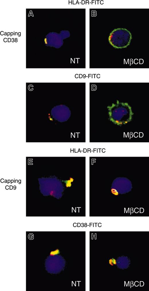 Figure 3. Co-capping of CD9 with MHC class II and CD38. Purified monocytes untreated (A, C, E, G) or pretreated with 10 mM MβCD (B, D, F, H) were incubated with CD38 (A-D) or CD9 (E-H) mAbs (10 μg/mL) for 20 minutes on ice and subsequently with Texas red–conjugated goat anti–mouse Ig for 45 minutes at 22°C to allow complete capping. Cells were then stained with the indicated FITC-conjugated mAbs and analyzed. Confocal optic sections for the merged images of representative cells are shown.