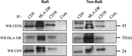 Figure 4. The CD38-CD9-MHC class II complex is present in membrane rafts. Purified monocytes were lysed in 0.5% Triton X-100 and subjected to sucrose density gradient ultracentrifugation. Raft (fractions 2-4) and nonraft (fractions 7-9) fractions were collected and lysed in CHAPS before immunoprecipitation. After electrophoresis under nonreducing conditions and transfer to a nitrocellulose membrane, Western blots were performed with biotin-labeled CD38 (Leu 17), CD9 (Syb.1), or anti–HLA-DR (DA6.147) mAbs.