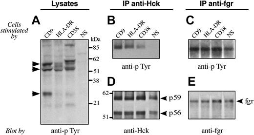 Figure 6. CD9 ligation induces tyrosine phosphorylation of the tyrosine kinases Fgr and Hck. Purified monocytes were either unstimulated or stimulated with the appropriate mAb. (A) Cells were lysed and subjected to SDS-PAGE before transferring to nitrocellulose membranes and immunoblotting with antiphosphotyrosine mAb. The same quantity of protein was loaded in each well. Molecular mass markers are indicated. (B-E) Cells were lysed and immunoprecipitates prepared using either an anti-Hck Ab (B, D) or an anti-Fgr Ab (C, E). After blotting, filters were probed with an antiphosphotyrosine mAb (B-C). The filter shown in B was stripped and reprobed with an anti-Hck Ab revealing identical amounts of Hck in all samples (D). The filter shown in C was stripped and reprobed with an anti-Fgr Ab revealing identical amounts of Fgr in all samples (E). Arrows indicate phosphorylated substrates; NS, no stimulation.