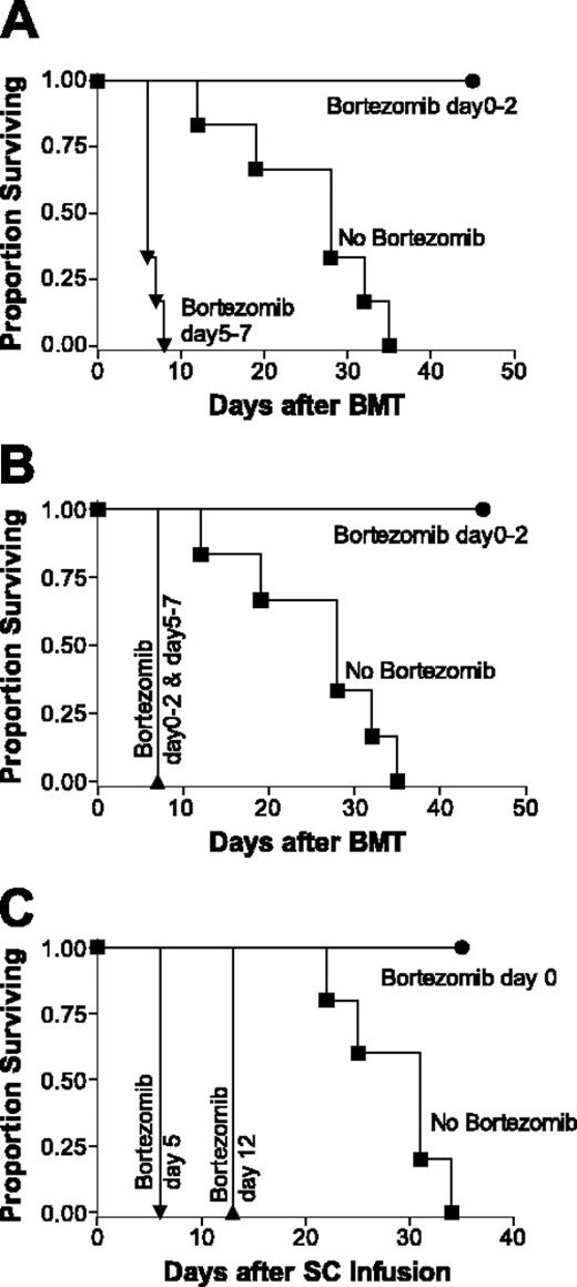 Figure 1. The paradoxic effect of proteasome inhibition with bortezomib on the alteration of GVHD development and mortality as determined by the timing of bortezomib administration. (A-B) B6 (H2b) recipients of BALB/c (H2d) 15 million bone marrow and 20 million spleen cells were treated with or without 15 μg bortezomib per dose daily. Bortezomib protected mice from GVHD mortality when administration was daily from day 0 through +2 after BMT. Significant increases in survival were observed in early bortezomib-treated mice (•) compared with GVHD control (vehicle control-treated) mice (▪; panels A and B, P < .001). Conversely, bortezomib accelerated GVHD mortality when administration was from day +5 through +7 (A) or bortezomib treatment from day 0 through +2 and day +5 through +7 (B) after BMT. Significant decreases in survival were observed in late bortezomib-treated mice (•) compared with GVHD control (vehicle control-treated) mice (▪; panel A, P < .001) and in continuous bortezomib-treated mice (▴) compared with GVHD control (vehicle control-treated) mice (▪; panel B, P < .001). Results from 1 of 3 independent experiments are presented for panels A and B. Each experiment consists of 5 to 10 mice per treatment group. (C) C.B-17 SCID (H2d) recipients of B6 (H2b) 40 million spleen cells were treated with or without 15 μg bortezomib per dose for 1 day. Significant decreases in survival were observed in day +5 bortezomib-treated mice (▾) compared with GVHD control (vehicle control-treated) mice (▪; panel A, P < .001) and in day +12 bortezomib-treated mice (▴) compared with GVHD control (vehicle control-treated) mice (▪; panel B, P < .001). Results from 1 of 3 independent experiments are presented. Each experiment consists of 4 to 10 mice per treatment group.